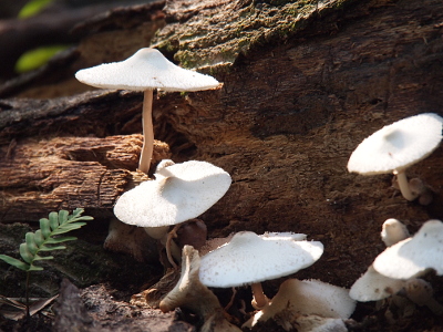 [Very thin, white capped mushrooms on slender stems growing from a fallen tree trunk.]